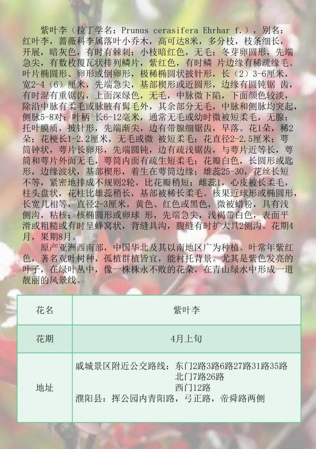 79456濠江论坛官网,全面实施策略设计_XOK34.255动感版