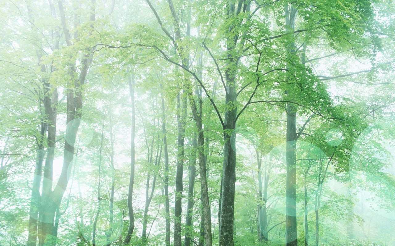 关于树林的温馨小故事,寻觅绿意中的美好时光