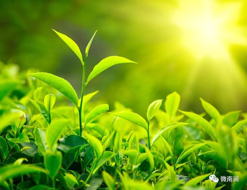 新奥内部最准资料,植物保护_SSU34.343结合版