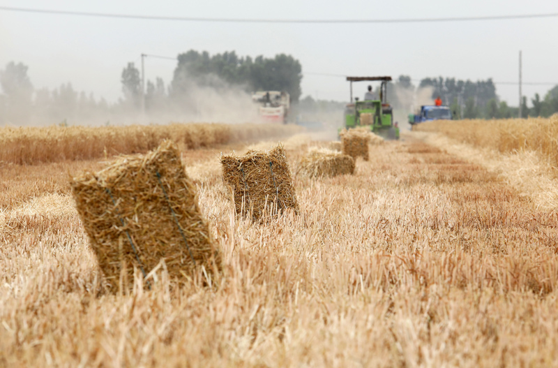 麦点新闻速递,田间趣事与深厚友情的交织