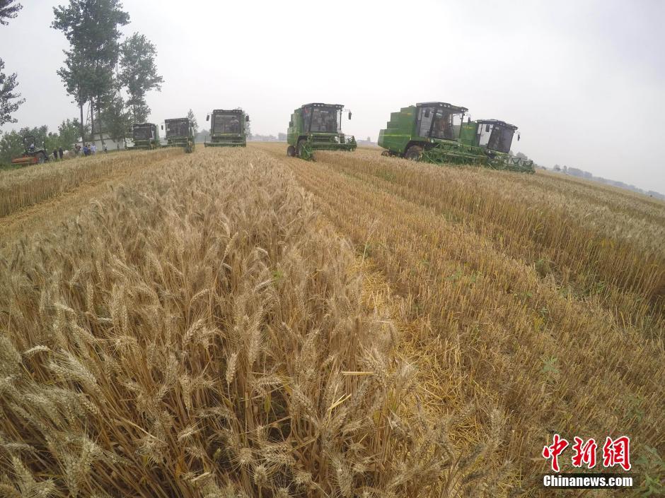 麦点新闻速递,田间趣事与深厚友情的交织