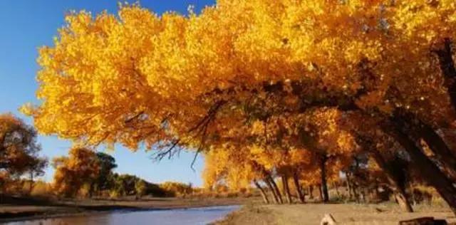 新疆游记揭秘多元文化独特魅力