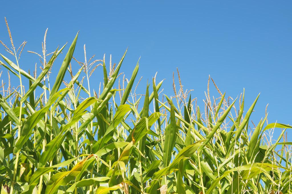 双城最新天气预报及详细步骤指南