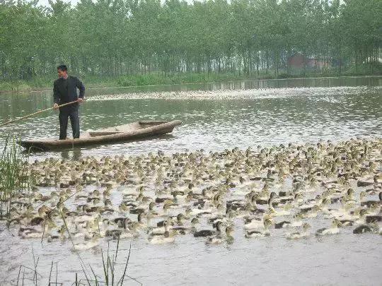 毛鸭最新行情与鸭子的奇妙旅程概述