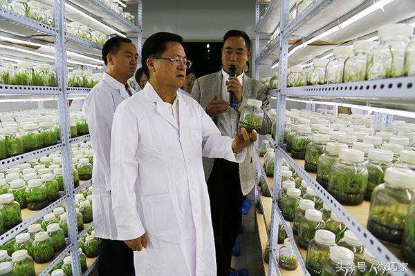 巧家最新新闻综述,多元视角透视当地发展