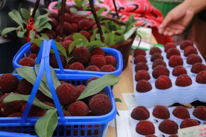 杨梅最新资讯动态