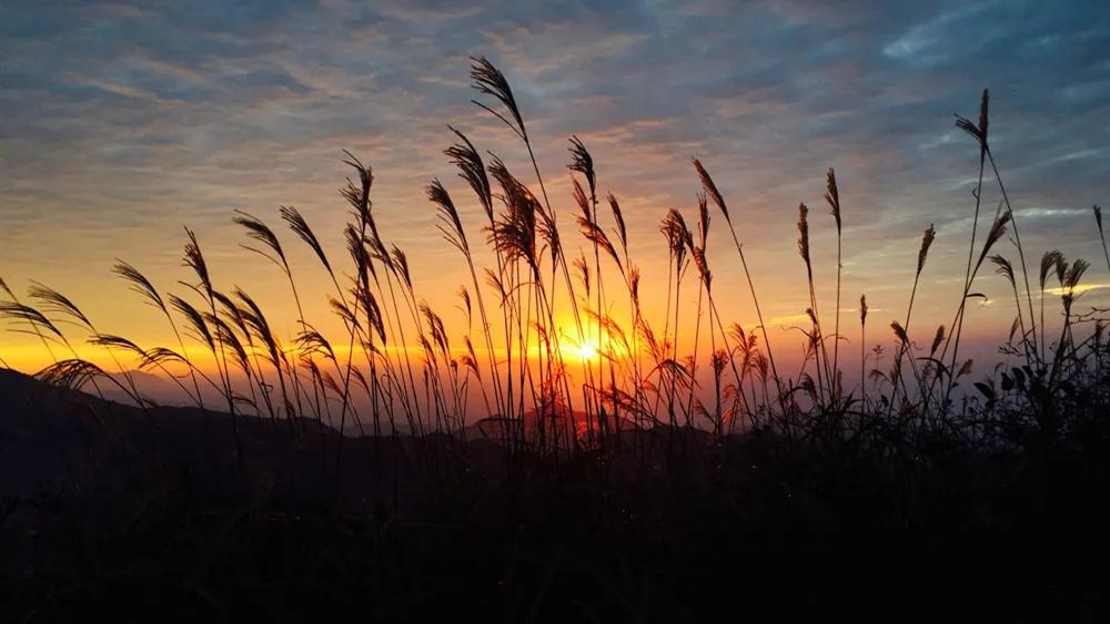 燕窝最新资讯，小巷深处的燕窝秘境更新报道