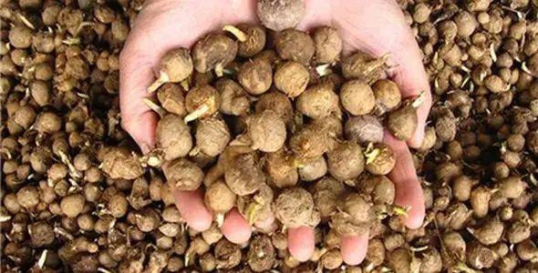 今日半夏最新报价，小巷深处的宝藏与半夏小店的惊喜之旅