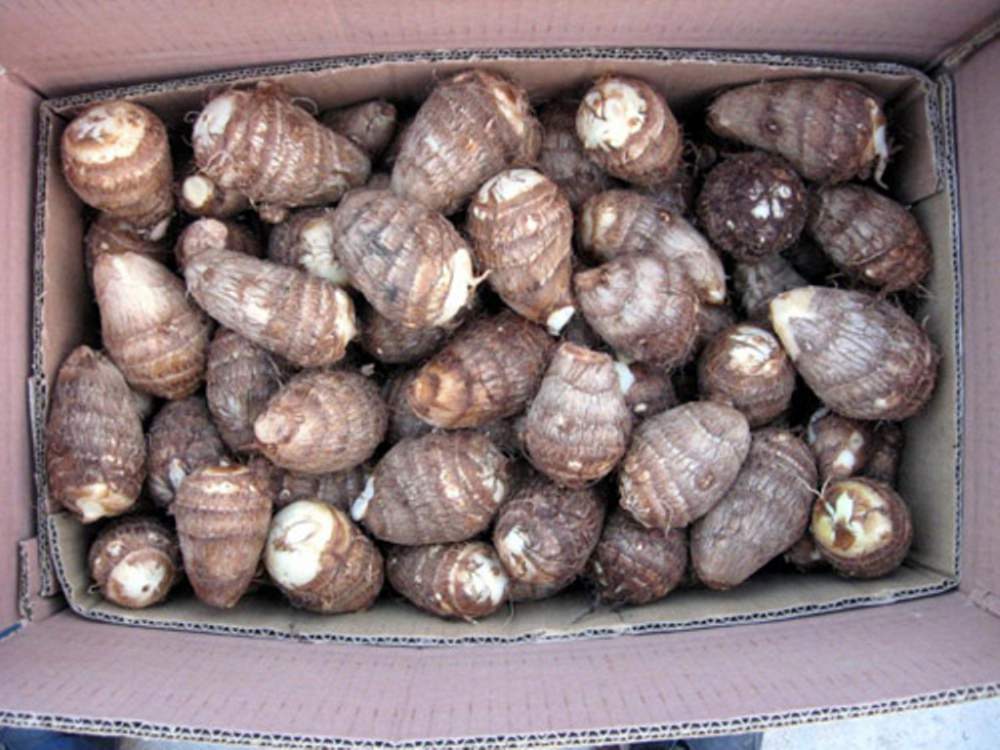 安丘芋头最新价格统货,安丘芋头最新价格统货