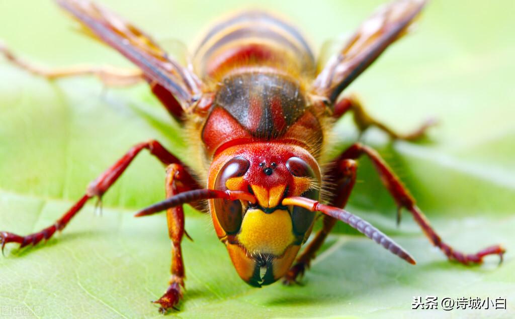 云南胡蜂养殖教程，最新视频指南，从零开始学习掌握胡蜂养殖技能