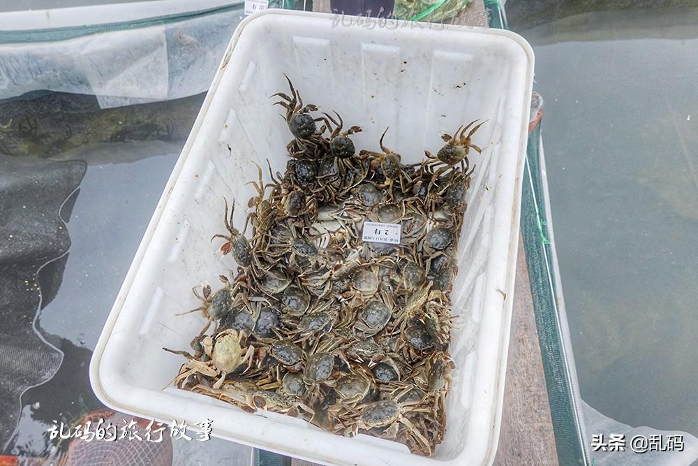 山东螃蟹最新价格行情概览