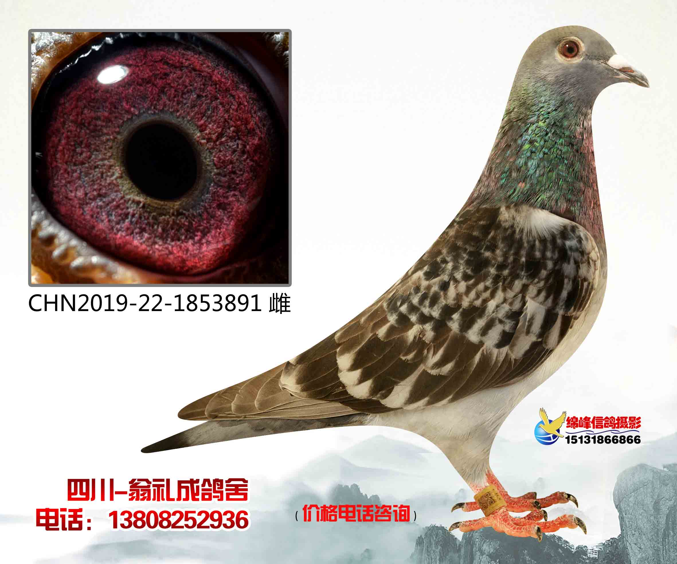 阿翁最新鉴鸽揭秘，小巷里的隐秘美食天堂