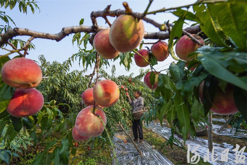 探索未来果园，最新苹果树品种亮相，引领果树育种新潮流