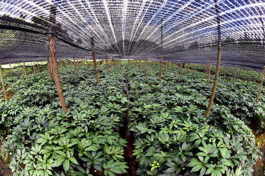 生意社三七最新动态更新,行业资讯与市场趋势分析