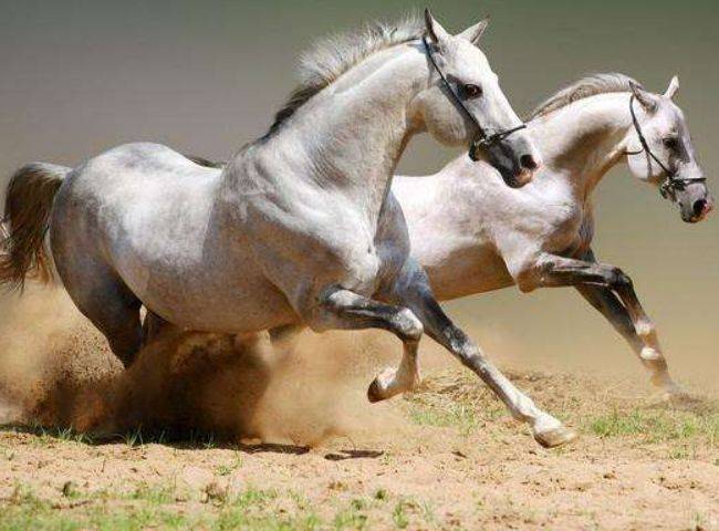 澳门今晚开特马四不像图,可靠执行操作方式_UDU58.770迅捷版