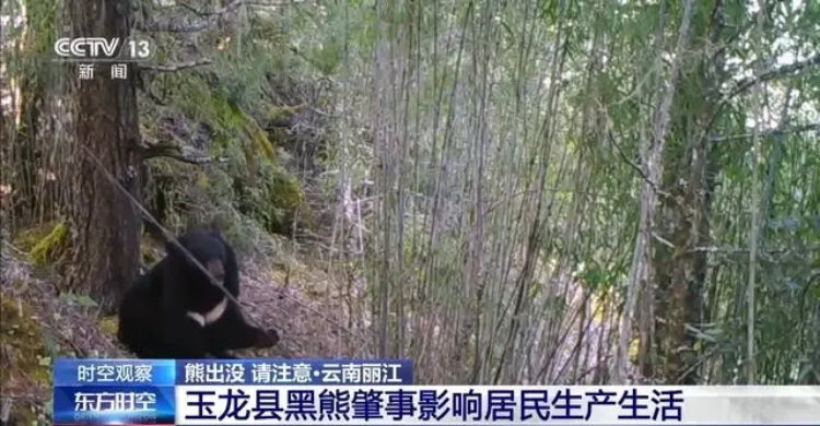 熊仪最新新闻揭秘，小巷深处的独特美食宝藏探访记