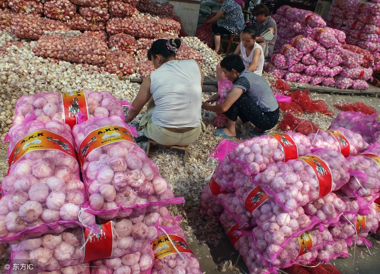 菏泽大蒜最新价格行情更新🌱🌽