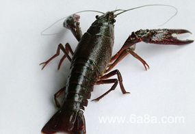 今日龙虾价格行情更新,最新报价与趋势分析