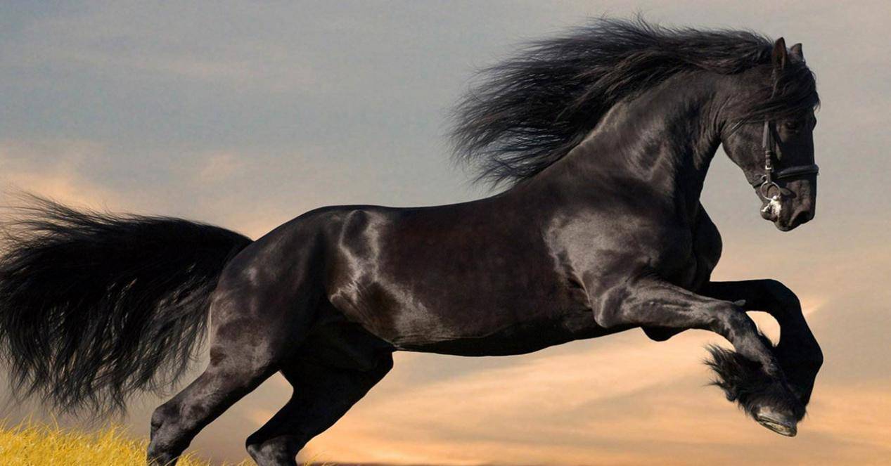 香港马资料更新最快的,快速解答方案设计_定制版1.223