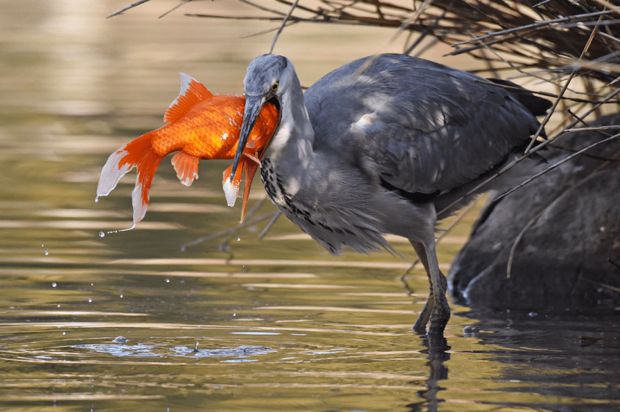 澳门彩家禽,方案优化实施_天然版74.613