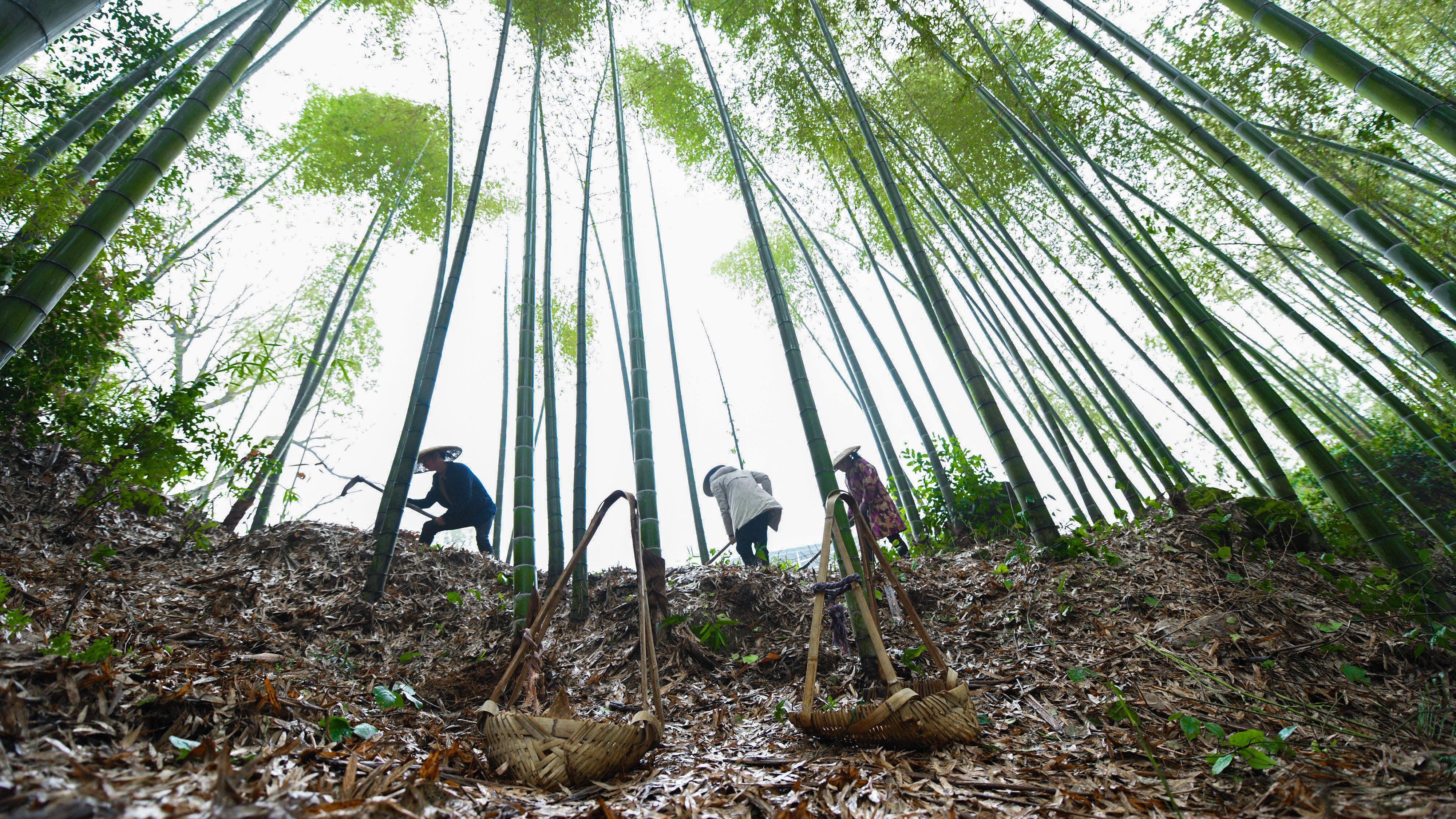 常宁市西岭镇最新动态更新