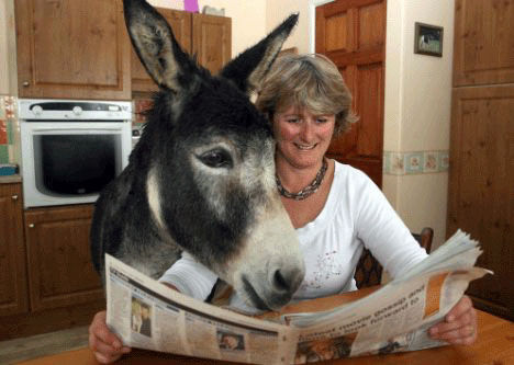 驴产业最新动态，多维视角透视行业争议与发展