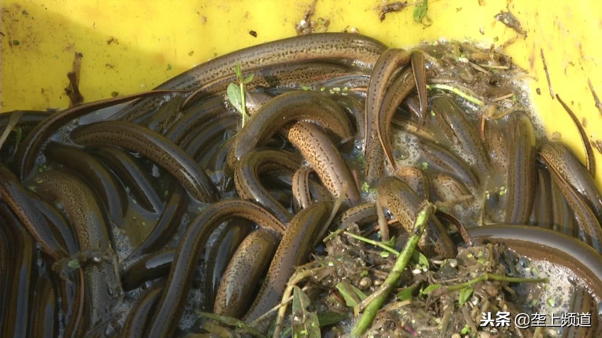 柬埔寨股市最新行情及分析概览