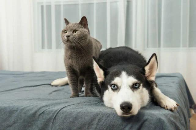 最新猫狗规定解析，观点阐述与深度解读
