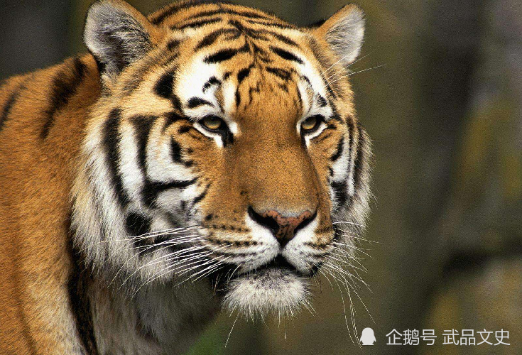 最新四虎技能学习与实践步骤指南