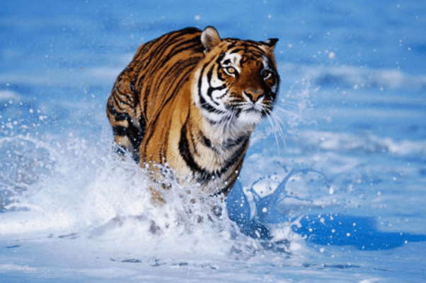 最新四虎技能学习与实践步骤指南