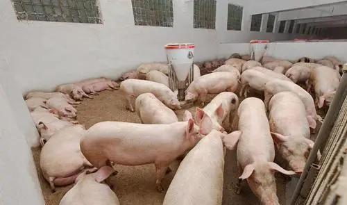 安徽生猪价格最新动态,科技引领智能畜牧业革命