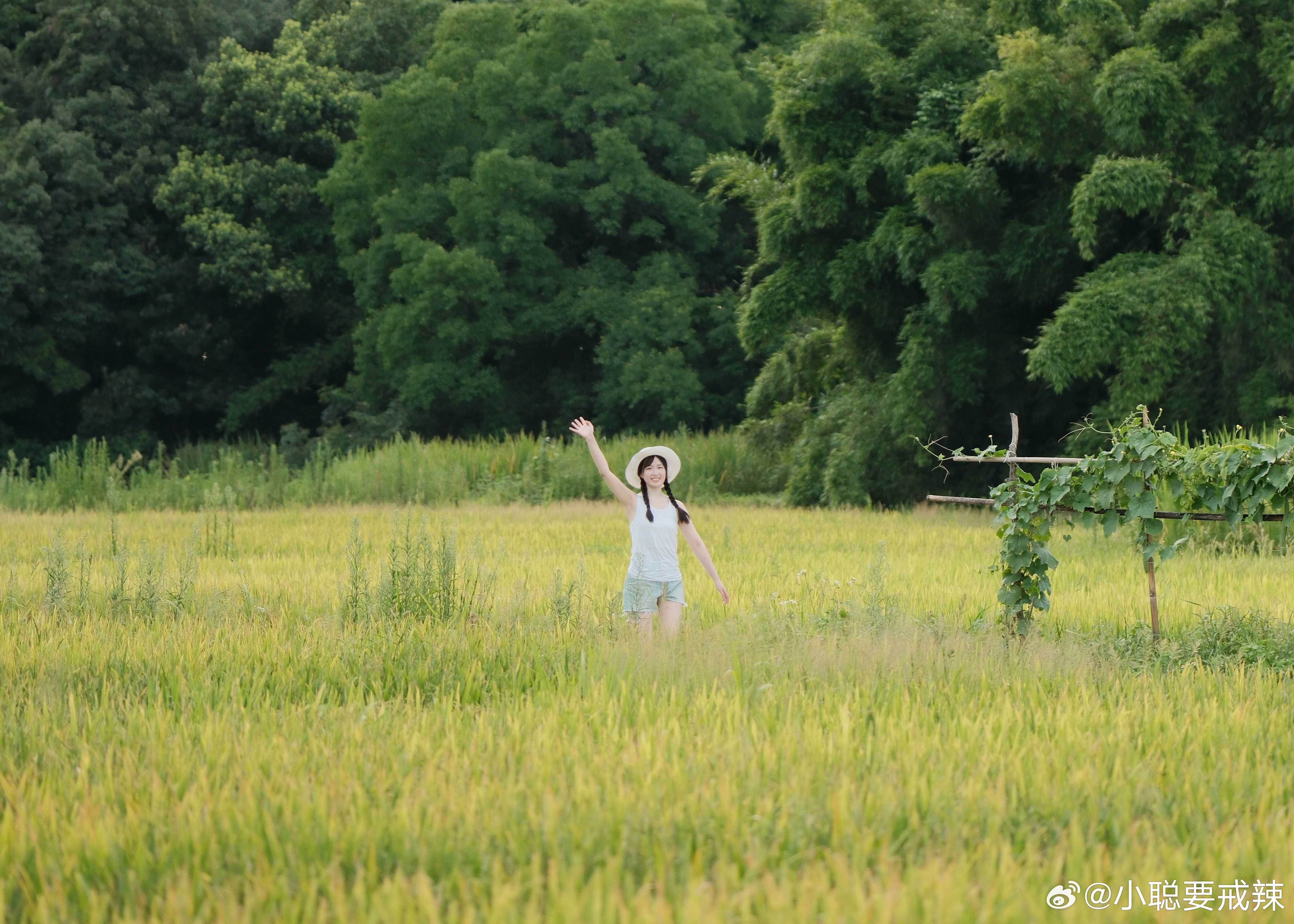 慕辰麦田最新，温馨的夏日趣事