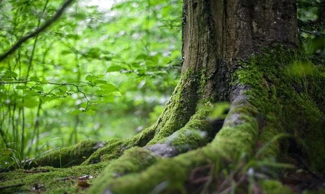 淮树事件最新进展，自然美景探索之旅启程