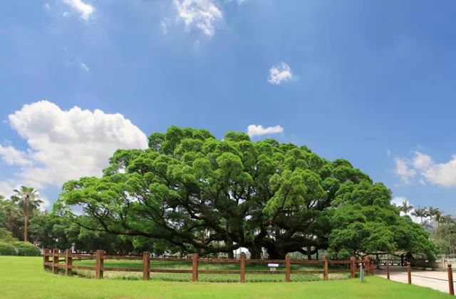 淮树事件最新进展,自然美景探索之旅启程