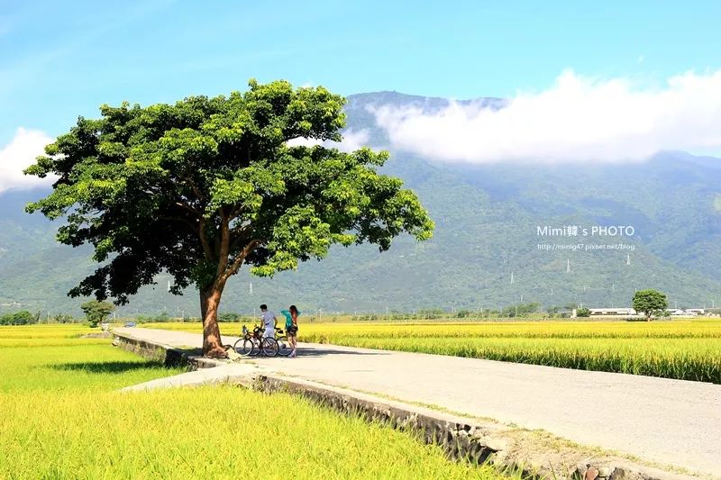 淮树事件最新进展,自然美景探索之旅启程
