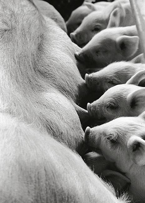 人与猪的和谐共生，科普观察与最新动态探讨