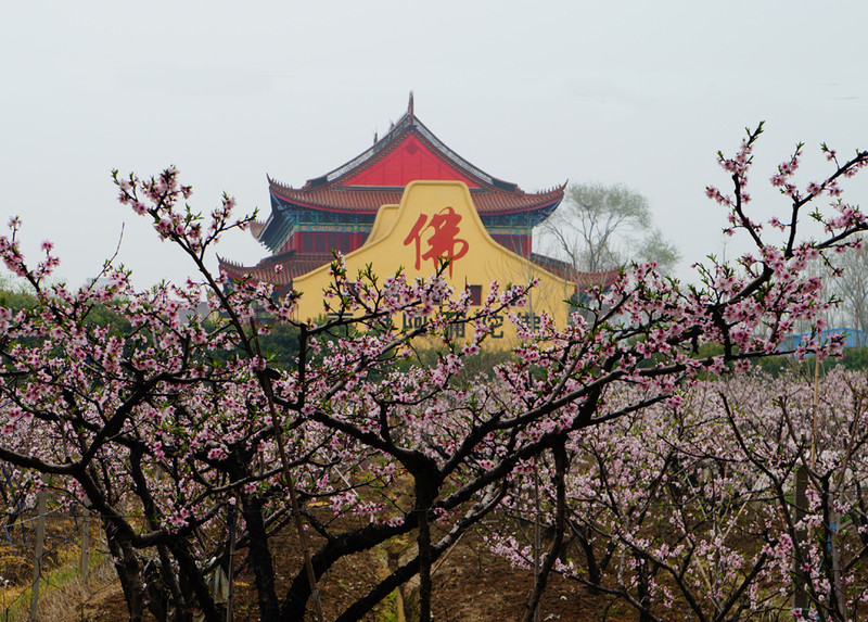 丹凤最新资讯,拥抱自然,探寻内心桃花源