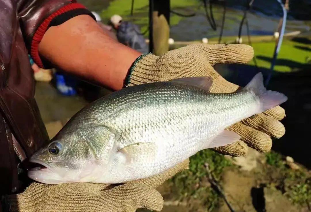 最新加州鲈鱼报价及市场走势分析,个人立场与市场动态