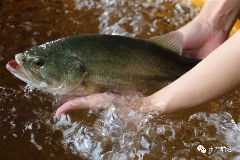 最新加州鲈鱼报价及市场走势分析,个人立场与市场动态