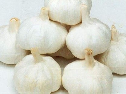 大蒜网最新价格行情更新及趋势分析