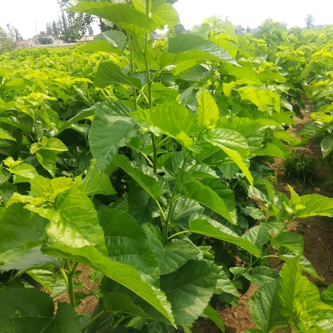 新型蚕用饲料探秘,小巷深处的蚕食乐园之源