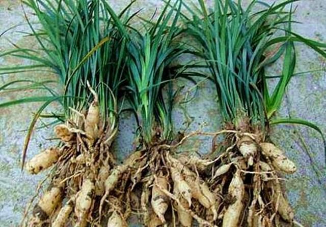 麦冬最新价格行情揭秘，小巷深处的药材宝藏探索