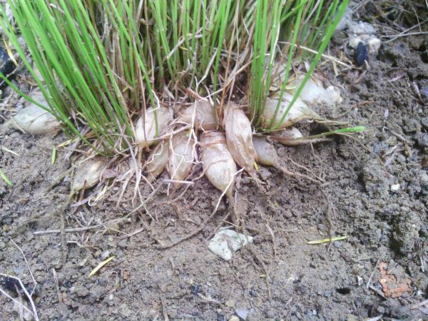 麦冬最新价格行情揭秘,小巷深处的药材宝藏探索