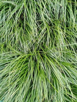 麦冬最新价格行情揭秘,小巷深处的药材宝藏探索