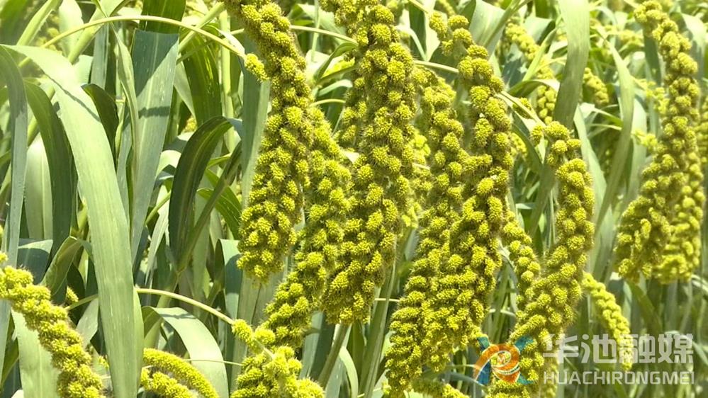 科技引领农业新纪元，谷子批发价动态行情分析