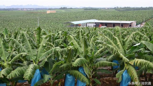 广西香蕉基地最新价格揭秘，香蕉行情大揭秘🍌🌴