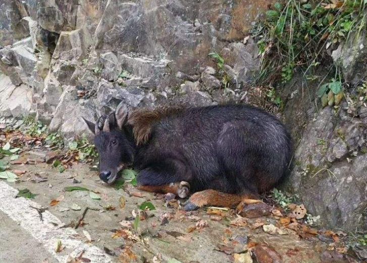 今晚必中一肖一码四不像_河北费铁价格最新行情,高效执行方案_稳定版3.62.547