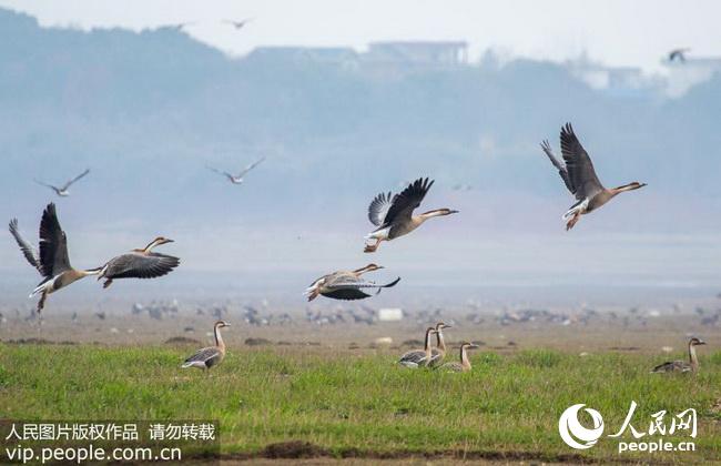 江西鄱阳湖生态恢复与旅游发展，双赢之路的最新动态