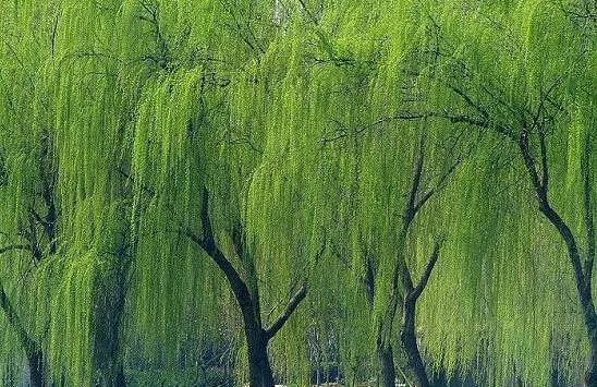 草柳最新，学习成长的力量与自信的萌芽之路