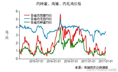 今日肉毛鸡最新行情与寻找内心平静的旅程